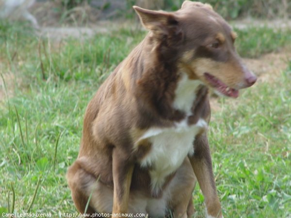 Photo de Border collie