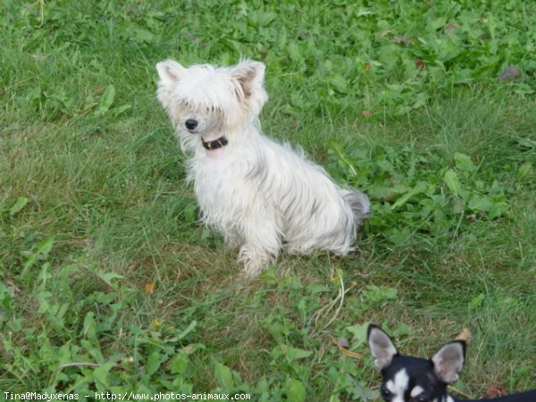 Photo de Chien chinois nu  crte