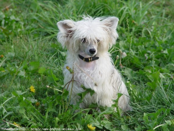 Photo de Chien chinois nu  crte