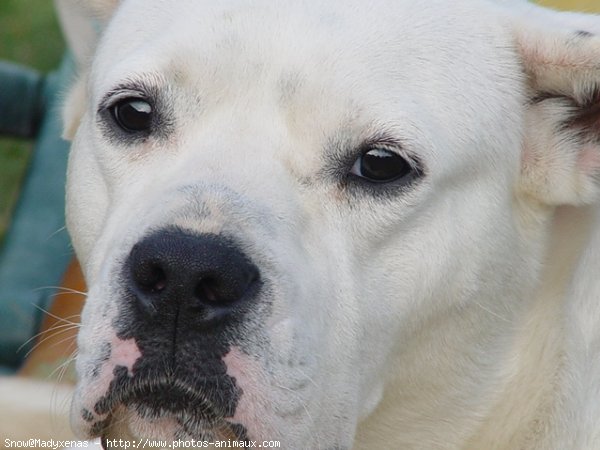 Photo de Dogue argentin