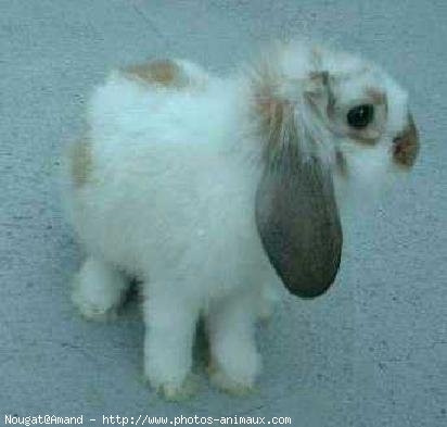 Photo de Lapin