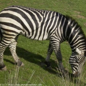 Photo de Zebre