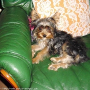 Photo de Yorkshire terrier