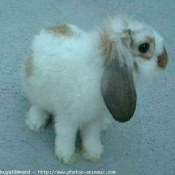 Photo de Lapin