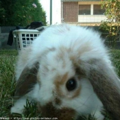 Photo de Lapin