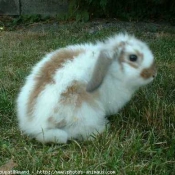 Photo de Lapin