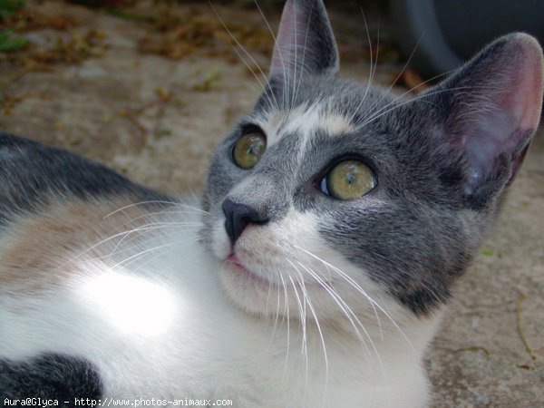 Photo de Chat domestique