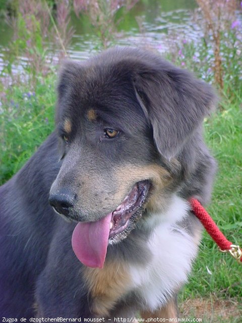 Photo de Dogue du tibet