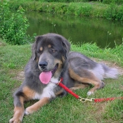 Photo de Dogue du tibet