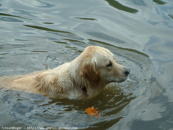 Photo de Golden retriever