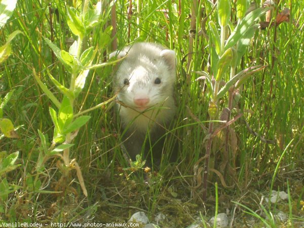 Photo de Furet