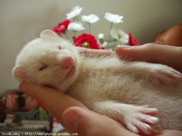 Photo de Furet