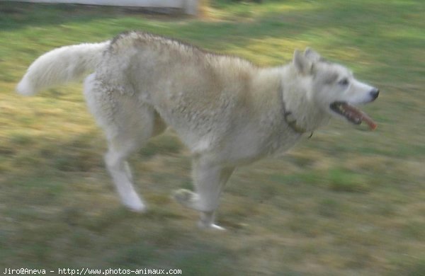 Photo de Husky siberien