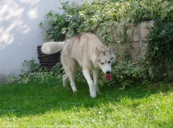 Photo de Husky siberien