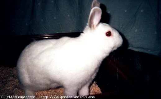 Photo de Lapin