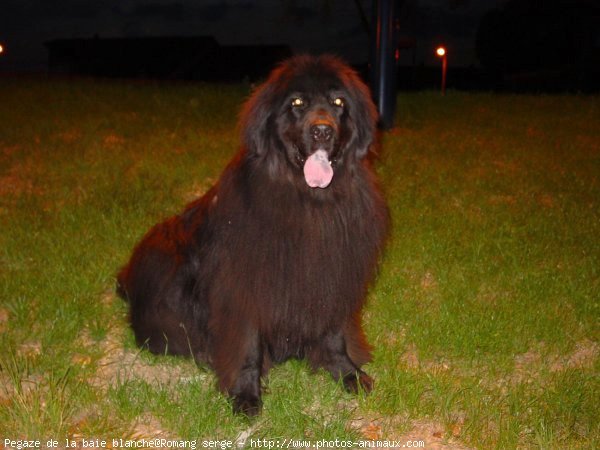 Photo de Chien de terre-neuve