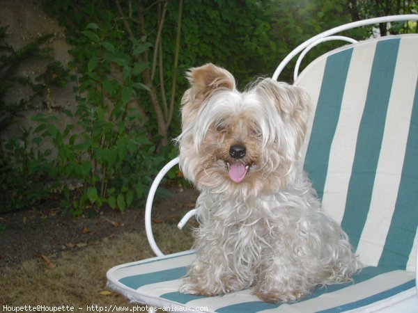 Photo de Yorkshire terrier