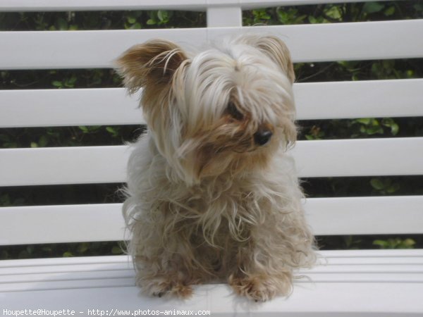 Photo de Yorkshire terrier