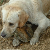 Photo de Golden retriever