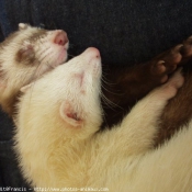 Photo de Furet