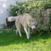 Photo de Husky siberien