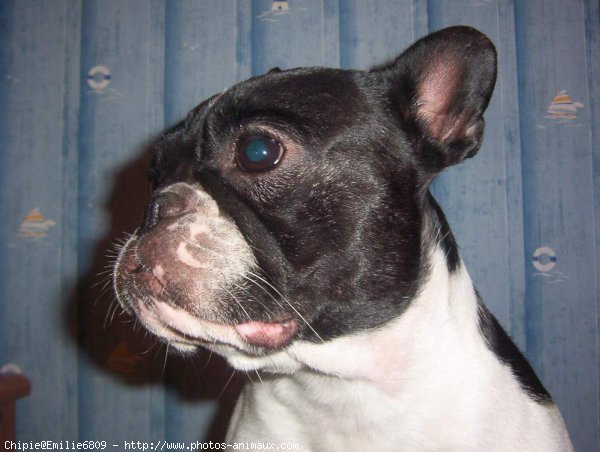 Photo de Bouledogue franais