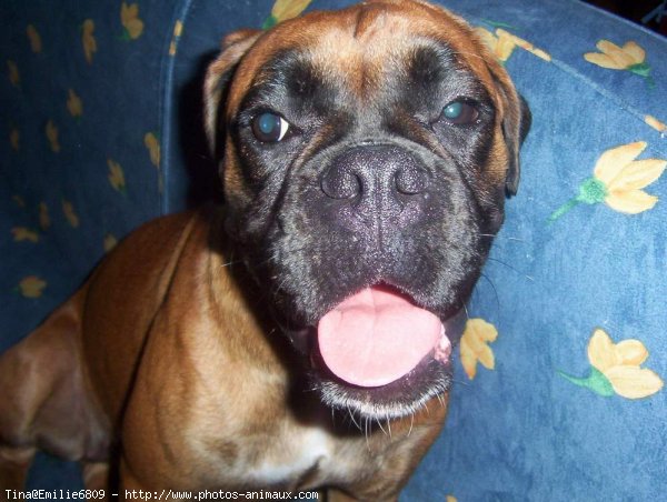 Photo de Boxer