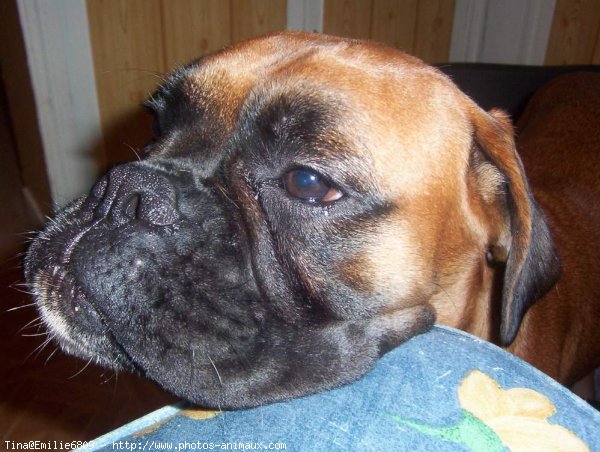 Photo de Boxer