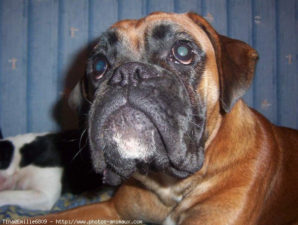 Photo de Boxer