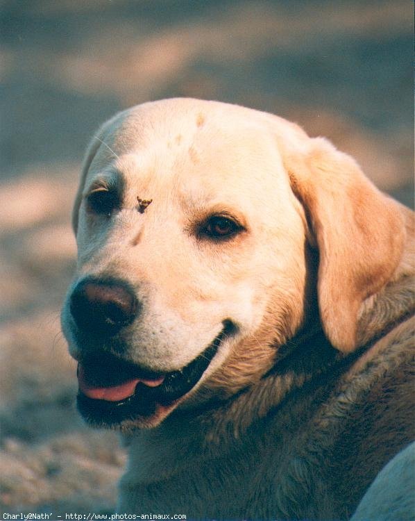 Photo de Labrador retriever