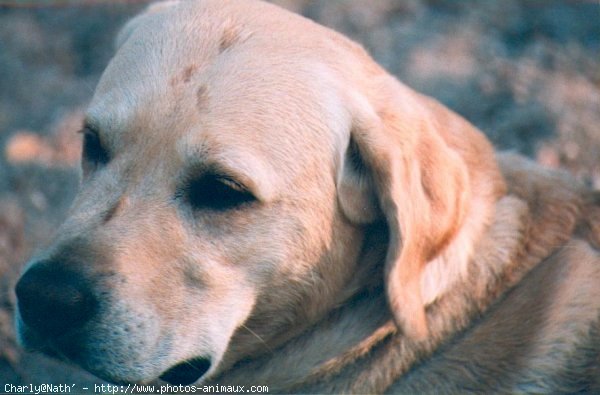 Photo de Labrador retriever