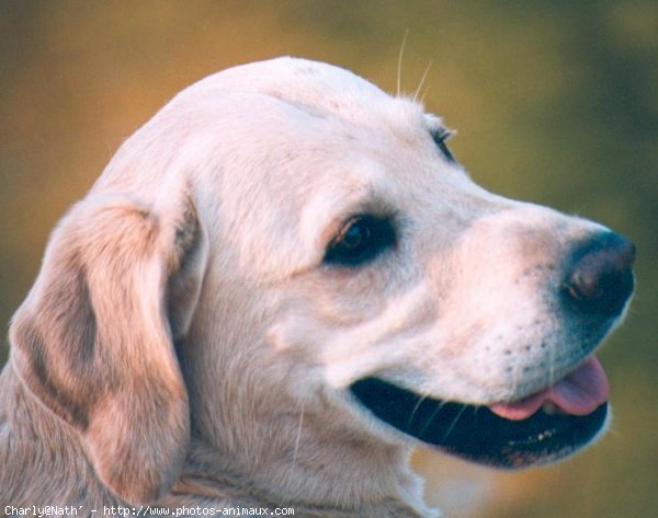 Photo de Labrador retriever