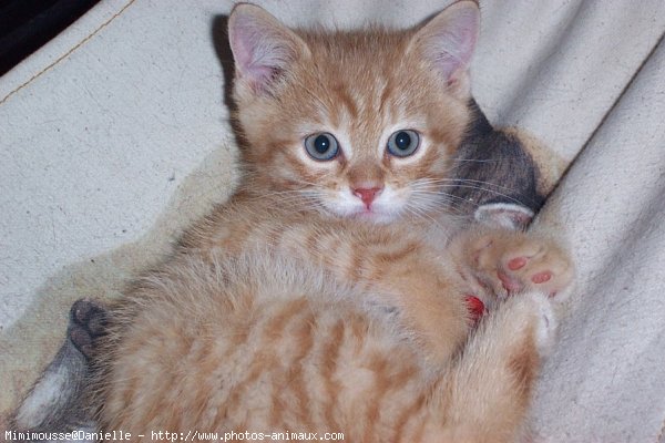 Photo de Chat domestique