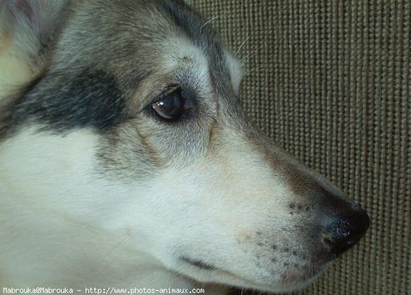 Photo de Husky siberien