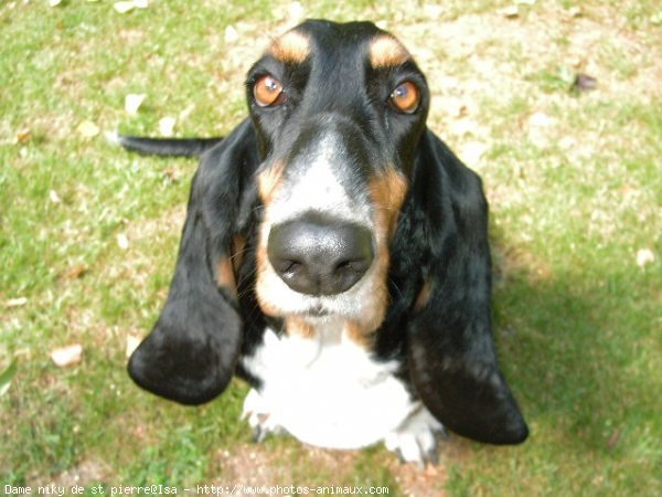 Photo de Basset hound