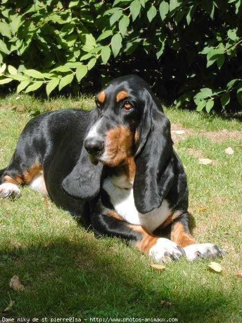 Photo de Basset hound