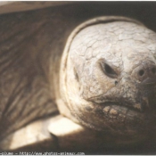 Photo de Tortue