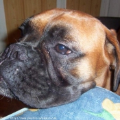 Photo de Boxer