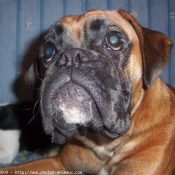 Photo de Boxer