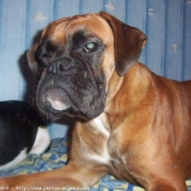 Photo de Boxer