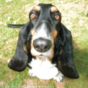 Photo de Basset hound