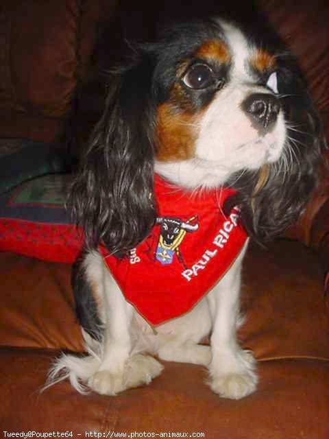 Photo de Cavalier king charles spaniel