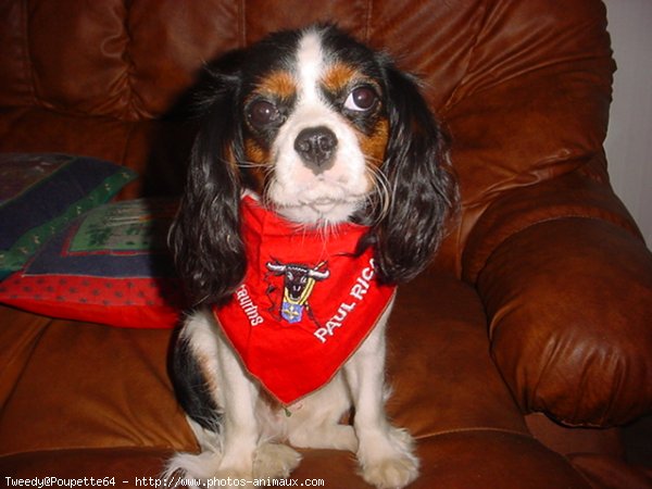 Photo de Cavalier king charles spaniel