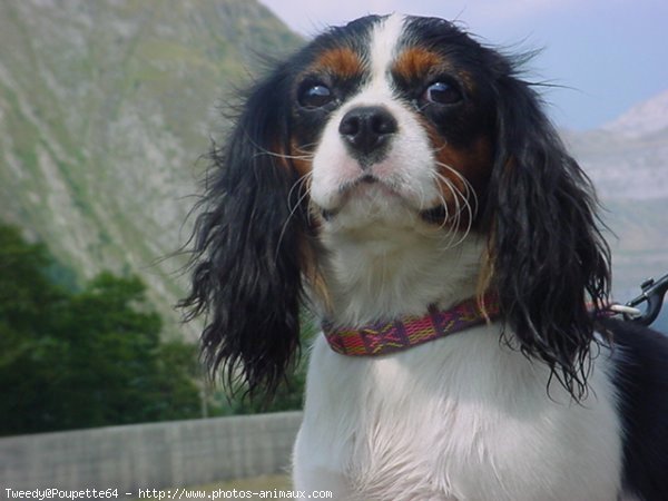 Photo de Cavalier king charles spaniel