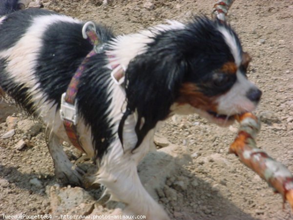 Photo de Cavalier king charles spaniel