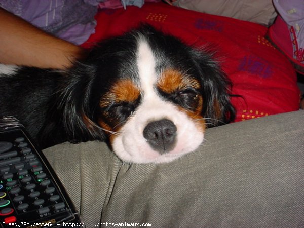 Photo de Cavalier king charles spaniel