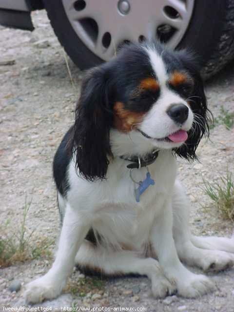 Photo de Cavalier king charles spaniel