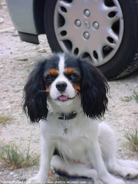 Photo de Cavalier king charles spaniel