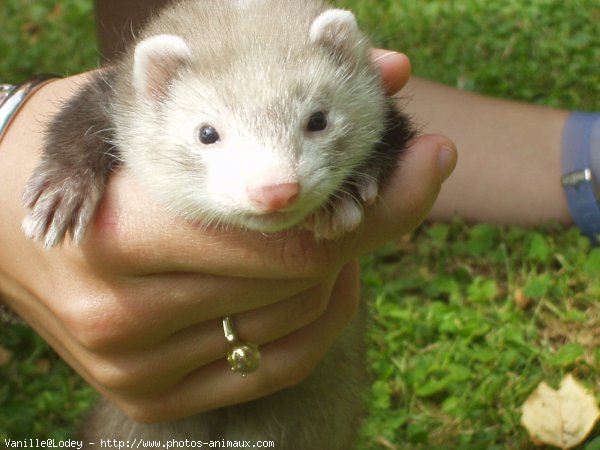 Photo de Furet