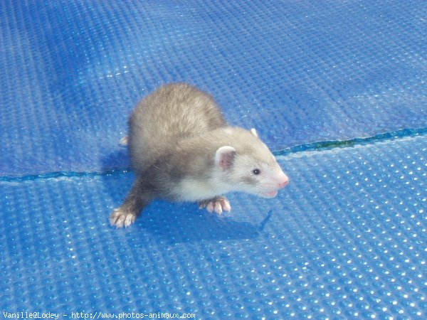 Photo de Furet